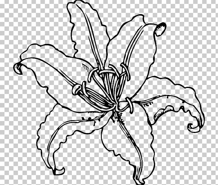 Lilium Auratum Flower Coloring Book Plant PNG, Clipart, Artwork, Arumlily, Black And White, Book, Child Free PNG Download