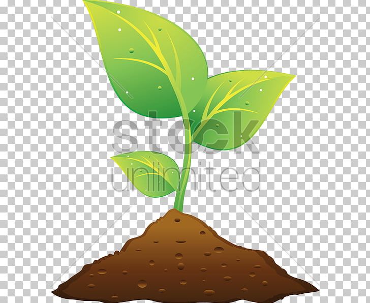 Plant And Soil Plant And Soil PNG, Clipart, Animaux, Food Drinks, Grow, Leaf, Plant Free PNG Download