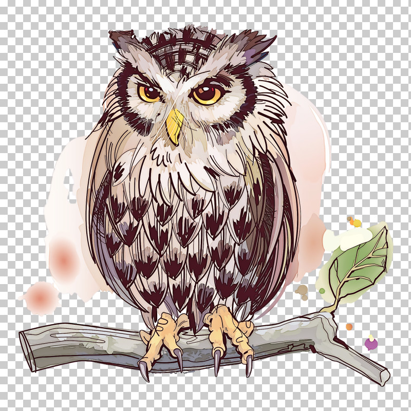 Owl Bird Bird Of Prey Beak Watercolor Paint PNG, Clipart, Beak, Bird, Bird Of Prey, Cartoon, Drawing Free PNG Download