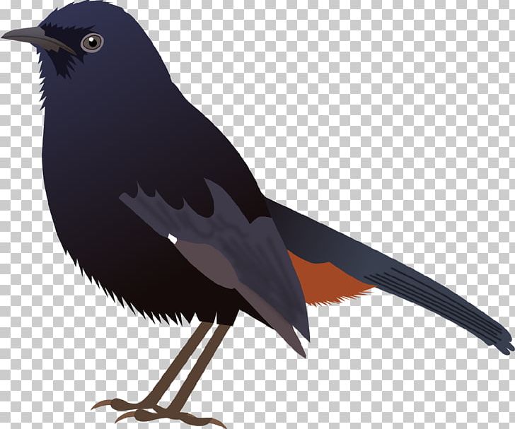 American Crow Common Myna Bird New Caledonian Crow Indian Robin PNG, Clipart, Acridotheres, Alexandrine Parakeet, American Crow, Animals, Asian Koel Free PNG Download