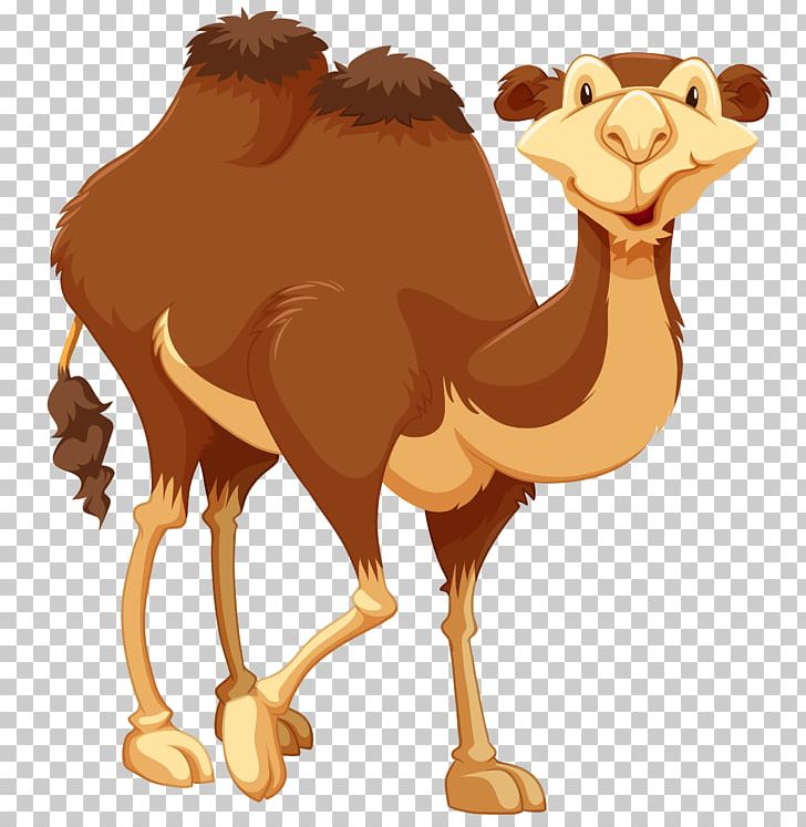 Camel Stock Photography Drawing PNG, Clipart, Animals, Arabian Camel, Beak, Camel, Camel Like Mammal Free PNG Download