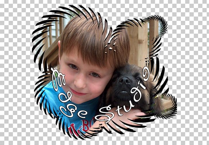 Dog Porcupine Mammal Canidae PNG, Clipart, Animals, Canidae, Carnivoran, Dog, Dog Like Mammal Free PNG Download