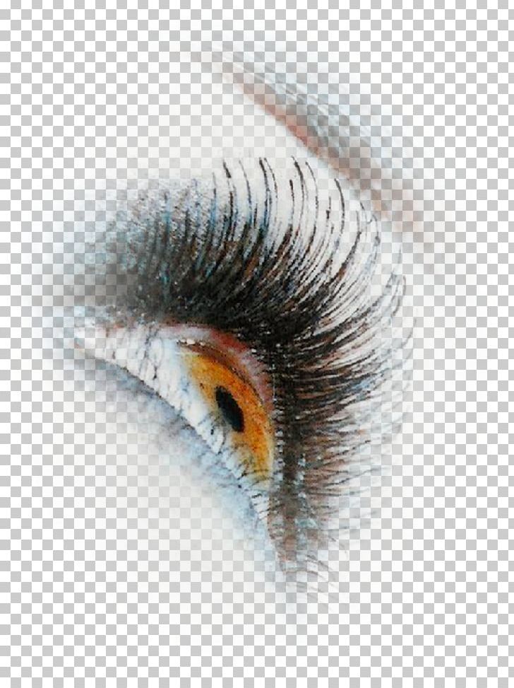 Eyelash Extensions Close-up Artificial Hair Integrations PNG, Clipart, Artificial Hair Integrations, Closeup, Closeup, Eye, Eyebrow Free PNG Download