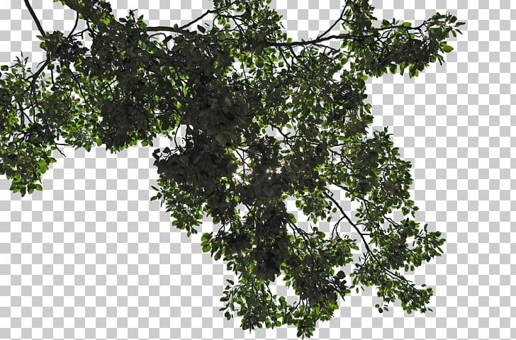 File Formats Tree PNG, Clipart, Branch, Deviantart, Download, File Formats, Flora Free PNG Download