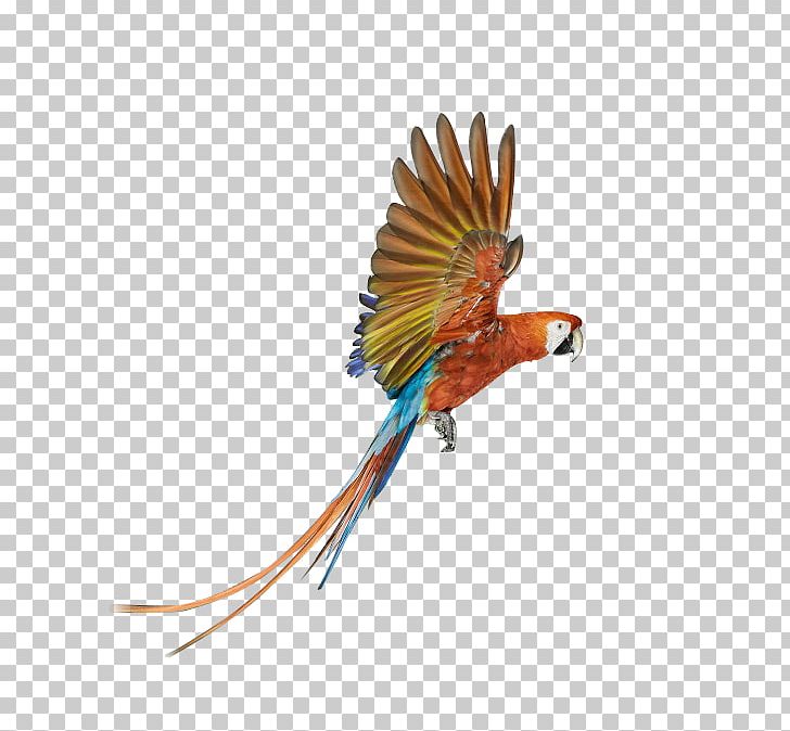 Parrot Bird Battery Charger PNG, Clipart, Animals, Beak, Bird, Color, Colorful Background Free PNG Download
