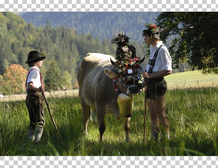 Almabtrieb AllgäuTop&LandHotels Tradition Party Horse PNG, Clipart, Adventure, Agriculture, Almabtrieb, Alps, Cattle Like Mammal Free PNG Download