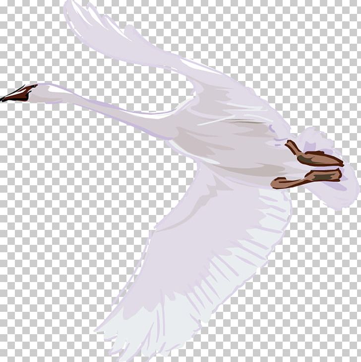 Mute Swan Bird Cygnini Trumpeter Swan Duck PNG, Clipart, Anatidae, Animals, Animation, Beak, Bird Free PNG Download