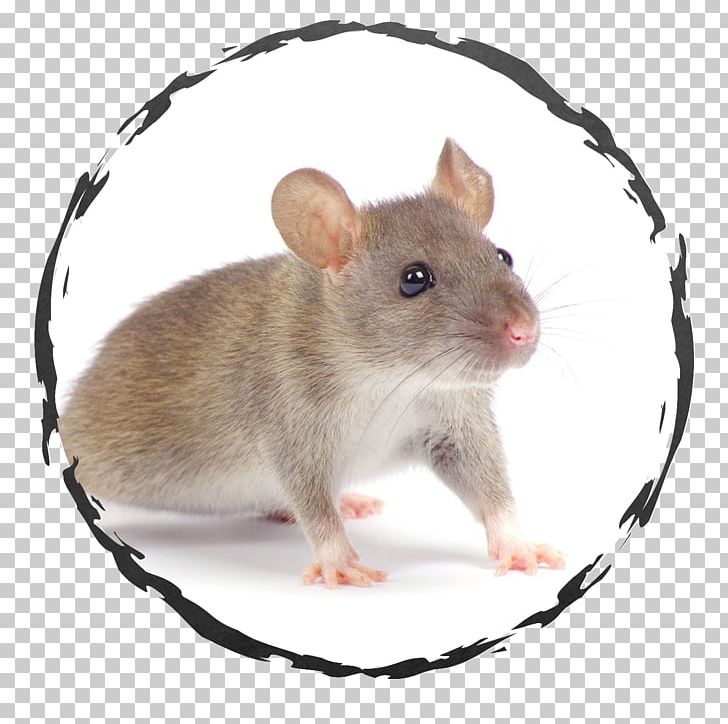 Rat Rodent Columbia Pest Control Inc Exodus Exterminating Inc. PNG, Clipart, Animals, Bed, Bed Bug, Chipmunk, Cockroach Free PNG Download