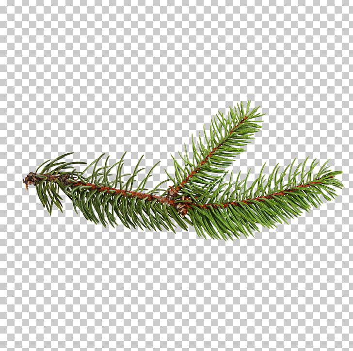 Spruce Christmas Ornament Evergreen PNG, Clipart, Branch, Christmas, Christmas Ornament, Conifer, Evergreen Free PNG Download