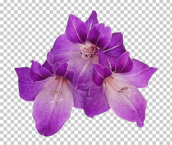 Stock Photography Petal PNG, Clipart, Flower, Flowering Plant, Flowers, Geraniums, Gladiolus Free PNG Download