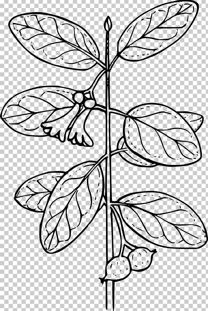 Coloring Book Plant Lonicera Involucrata Lonicera Sempervirens PNG, Clipart, Area, Branch, Brush Footed Butterfly, Child, Color Free PNG Download
