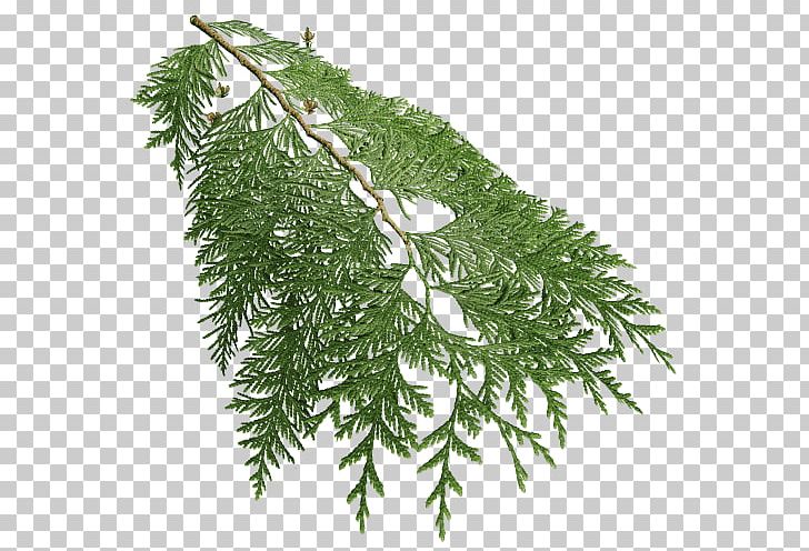 Fir Western Redcedar Spruce Tree Cupressaceae PNG, Clipart, Arborvitae, Branch, Conifer, Conifers, Cottonwood Free PNG Download