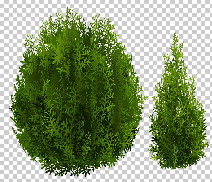 Tree Shrub Nordmann Fir PNG, Clipart, Arborvitae, Background Green, Biome, Box, Christmas Tree Free PNG Download