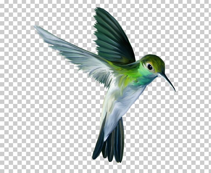 Hummingbird Bird Flight Parrot PNG, Clipart, Animal, Animals, Archilochus, Beak, Bird Free PNG Download