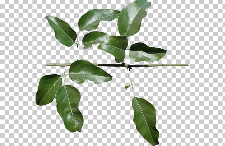Leaflet Plant Stem PNG, Clipart, 4 June, Branch, Fruit, June, Leaf Free PNG Download