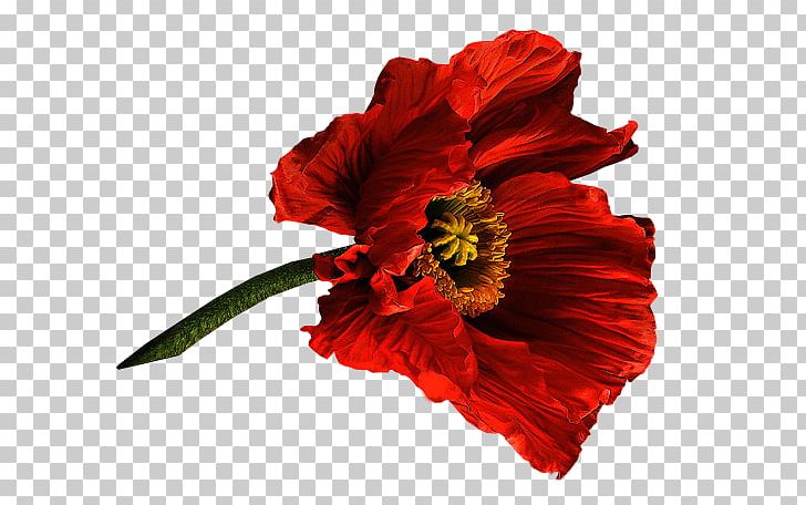 Poppy Flower Painting PNG, Clipart, Annual Plant, Art, Common Poppy, Coquelicot, Cut Flowers Free PNG Download