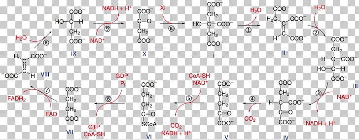 Citric Acid Cycle Aconitic Acid Glycolysis Metabolic Pathway PNG, Clipart, Acetic Acid, Acetylcoa, Aconitic Acid, Angle, Area Free PNG Download