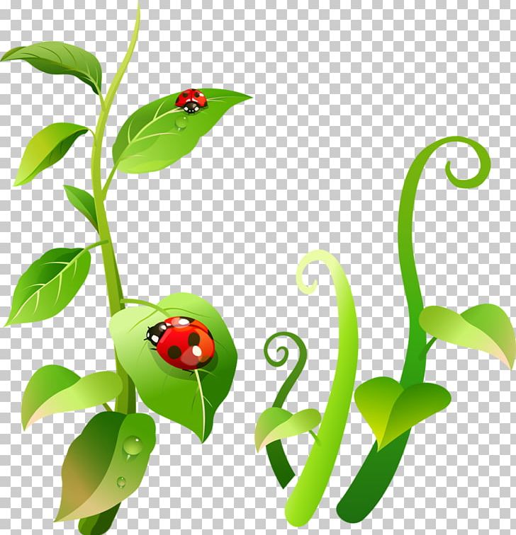 Ladybird Insect PNG, Clipart, Amphibian, Animal, Art, Balloon Cartoon, Boy Cartoon Free PNG Download