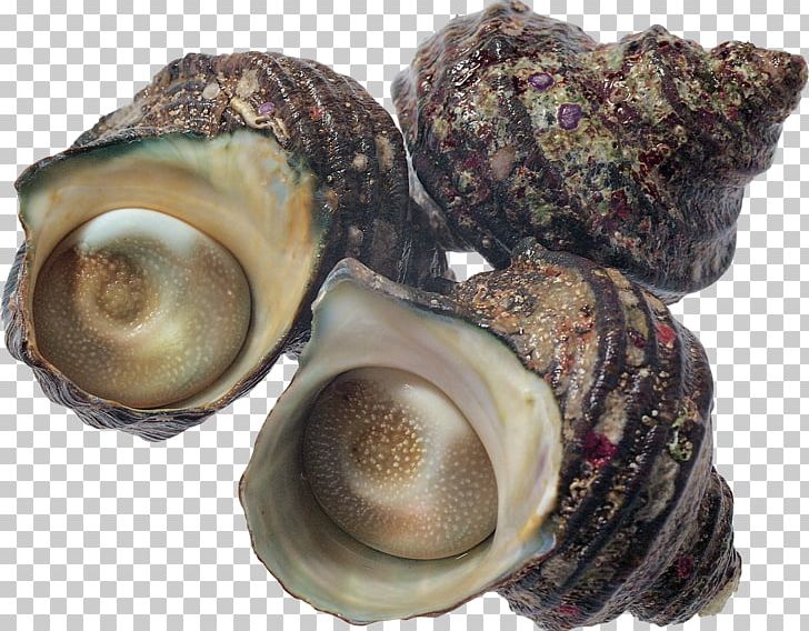 Oyster Seafood Shellfish Scallop PNG, Clipart, Abalone, Baltic Clam, Clam, Clams Oysters Mussels And Scallops, Cockle Free PNG Download
