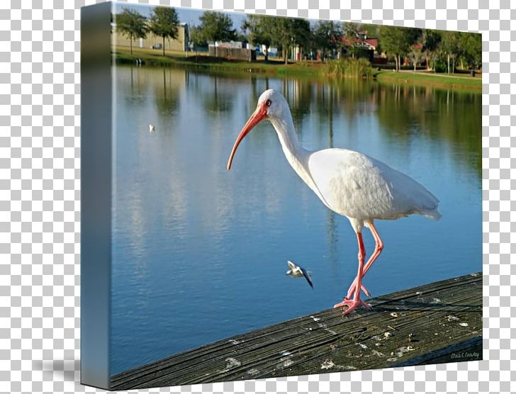 White Stork Ibis Pond Beak PNG, Clipart, Animals, Beak, Bird, Ciconiiformes, Crane Free PNG Download