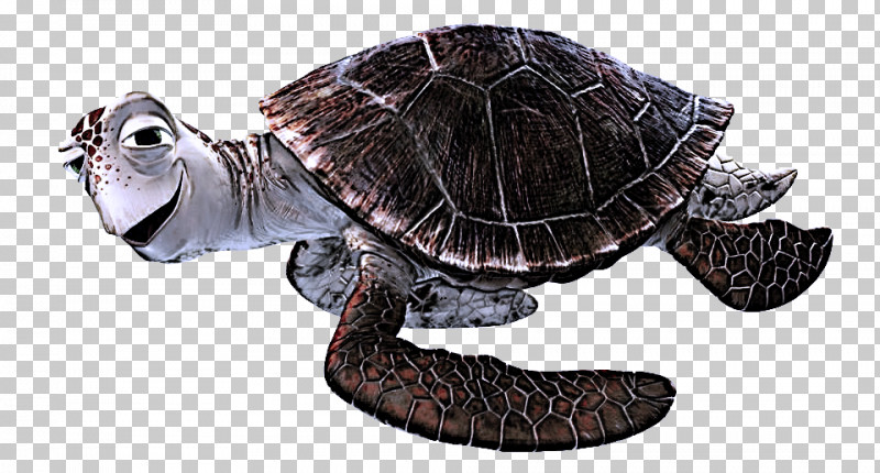 Tortoise Common Snapping Turtle Box Turtles Turtles Loggerhead Sea Turtle PNG, Clipart, Biology, Box Turtles, Common Snapping Turtle, Loggerhead Sea Turtle, Science Free PNG Download