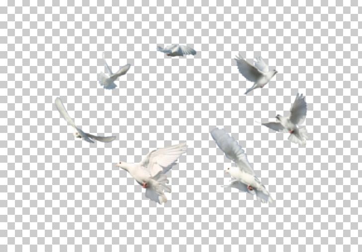 Columbidae Bird Domestic Pigeon PNG, Clipart, Animals, Beak, Bird, Columbidae, Domestic Pigeon Free PNG Download