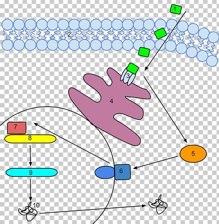 Ethylene Oxide Signal Transduction Receptor PNG, Clipart, Angle, Artwork, Biology, Cell, Cell Membrane Free PNG Download