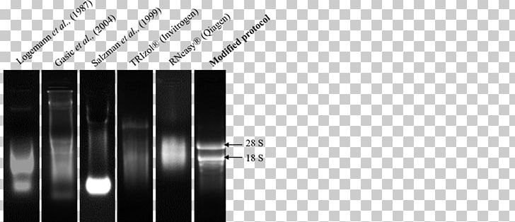 RNA Extraction Phenol–chloroform Extraction Trizol DNA PNG, Clipart, 2mercaptoethanol, Agarose, Agarose Gel Electrophoresis, Angle, Black And White Free PNG Download