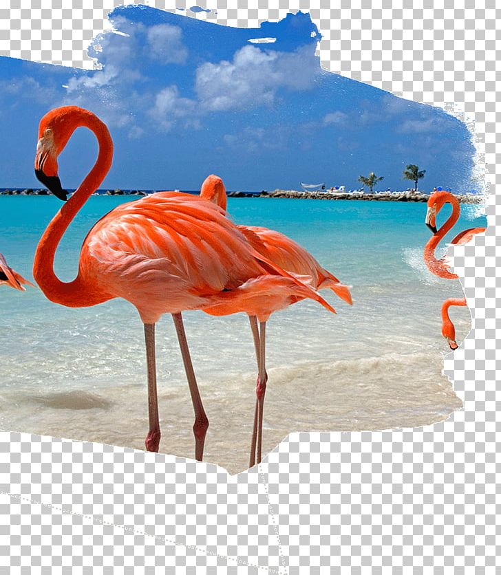 Aruba Castaway Cay ABC Islands Flight Travel PNG, Clipart, Abc Islands, Airline Ticket, Aruba, Bahamas, Beak Free PNG Download