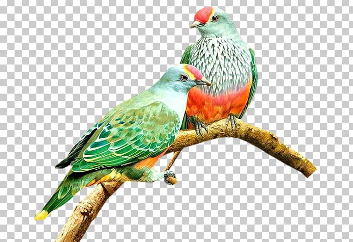 Bird Photography PNG, Clipart, Albom, Animals, Beak, Bird, Common Pet Parakeet Free PNG Download