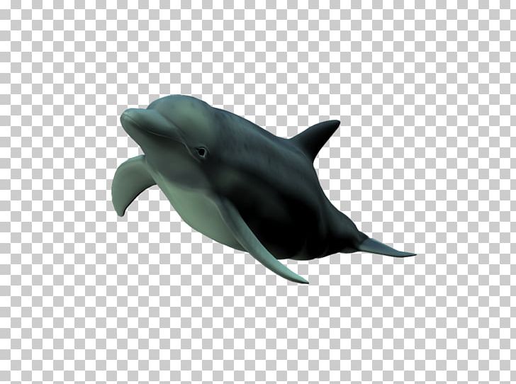 Common Bottlenose Dolphin Short-beaked Common Dolphin Tucuxi Wholphin Rough-toothed Dolphin PNG, Clipart, Animal, Cetacea, Fauna, Mammal, Marine Biology Free PNG Download