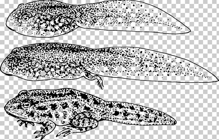 Frog Amphibian Tadpole Toad Gill PNG, Clipart, American Bullfrog, Amphibian, Animals, Black And White, Crocodilia Free PNG Download