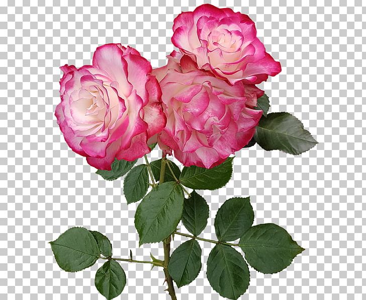 Garden Roses Cabbage Rose French Rose Floribunda PNG, Clipart, Annual Plant, China Rose, Cut Flowers, Elfe, Fleur Free PNG Download
