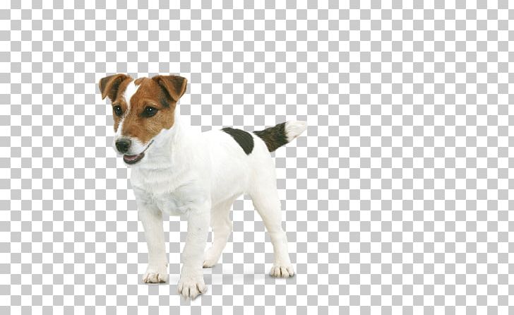 Jack Russell Terrier Parson Russell Terrier Miniature Fox Terrier Tenterfield Terrier PNG, Clipart, Animal, Carnivoran, Companion Dog, Dog, Dog Breed Free PNG Download