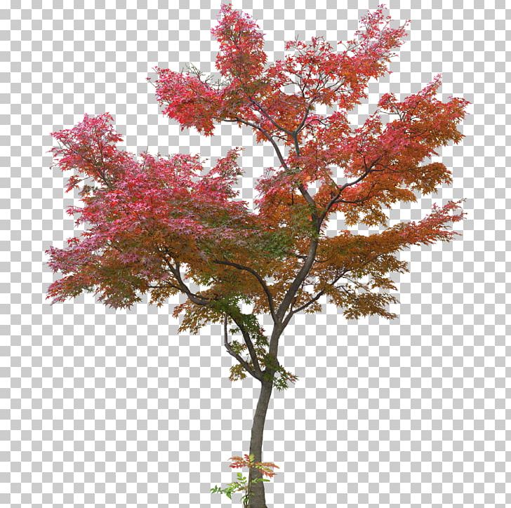 Japanese Maple Tree Maple Leaf PNG, Clipart, Acer Japonicum, Autumn Leaf Color, Branch, Christmas Tree, Design Free PNG Download