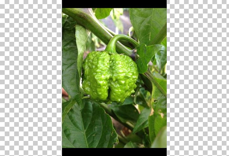 Mulberry Morinda PNG, Clipart, Fruit, Morinda, Mulberry, Others, Peppers Free PNG Download