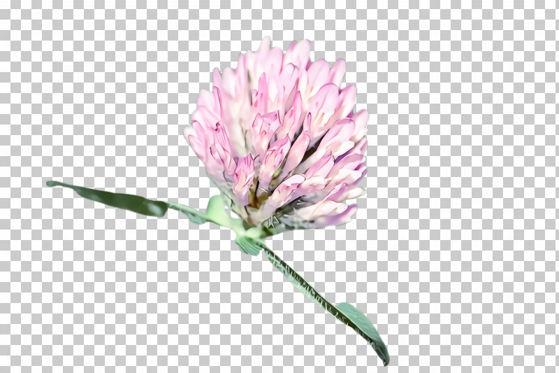 Flower Red Clover Plant Zigzag Clover Pink PNG, Clipart, Clover, Cut Flowers, Flower, Petal, Pink Free PNG Download