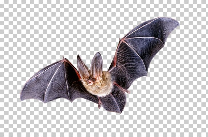 Bat PNG, Clipart, Bat Free PNG Download