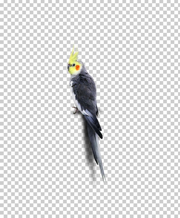 Cockatiel Parakeet Feather Cockatoo Beak PNG, Clipart, Animal, Animals, Beak, Bird, Birds Free PNG Download