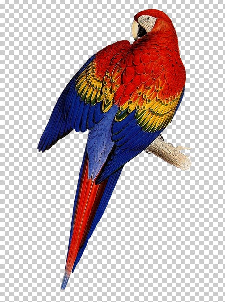 Edward Lear PNG, Clipart, Animals, Art, Beak, Bird, Book Free PNG Download