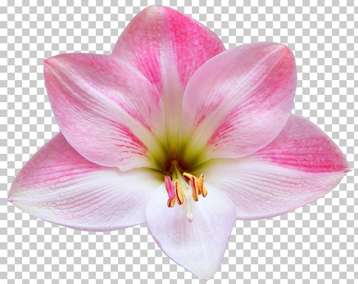 Flower Desktop Photography PNG, Clipart, Amaryllis Belladonna, Amaryllis Family, Anemone Coronaria, Common Sunflower, Cut Flowers Free PNG Download