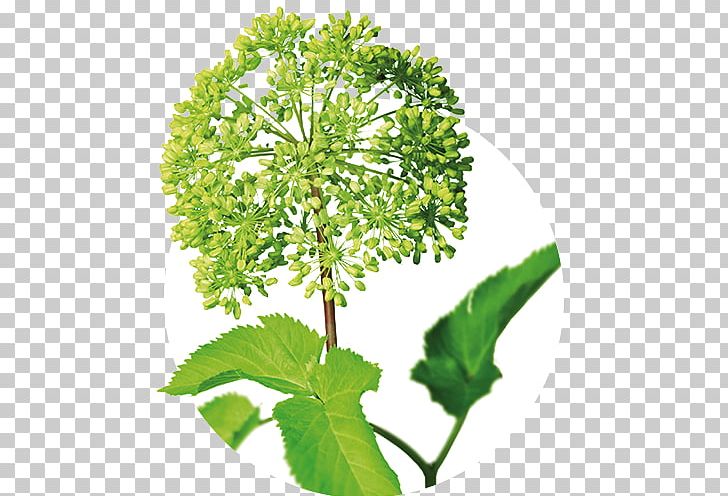 Parsley Angelica Archangelica Iberogast Medicinal Plants Herb PNG, Clipart, Abdominal Pain, Angelica Archangelica, Anxiety, Apiales, Burning Chest Pain Free PNG Download