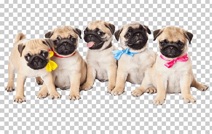 Pug Puppy Cane Corso Mural Wall Decal PNG, Clipart, Animals, Breed, Cane Corso, Carnivoran, Christmas Free PNG Download