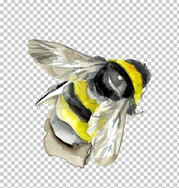 Bumblebee Insect Watercolor Painting PNG, Clipart, Animal, Bee Vector, Honey Bee, Insects, Moths And Butterflies Free PNG Download