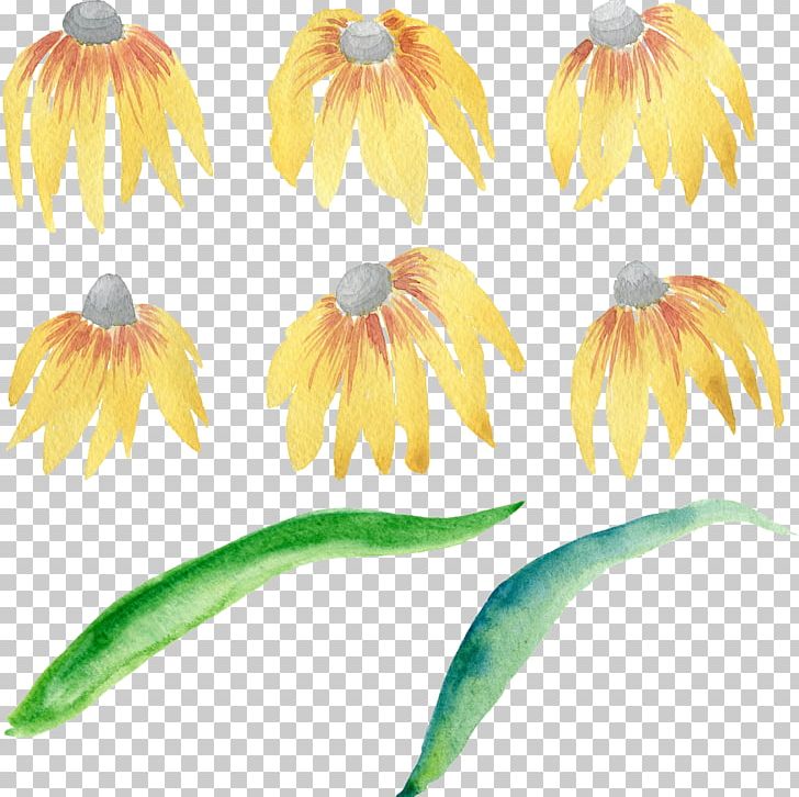 Flower Watercolor Painting Portable Network Graphics PNG, Clipart, Coneflower, Copyright, Cut Flowers, Daisy, Daisy Family Free PNG Download