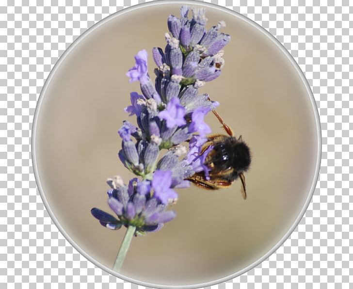 Honey Bee English Lavender Bumblebee PNG, Clipart, Bee, Bumblebee, English Lavender, Honey, Honey Bee Free PNG Download