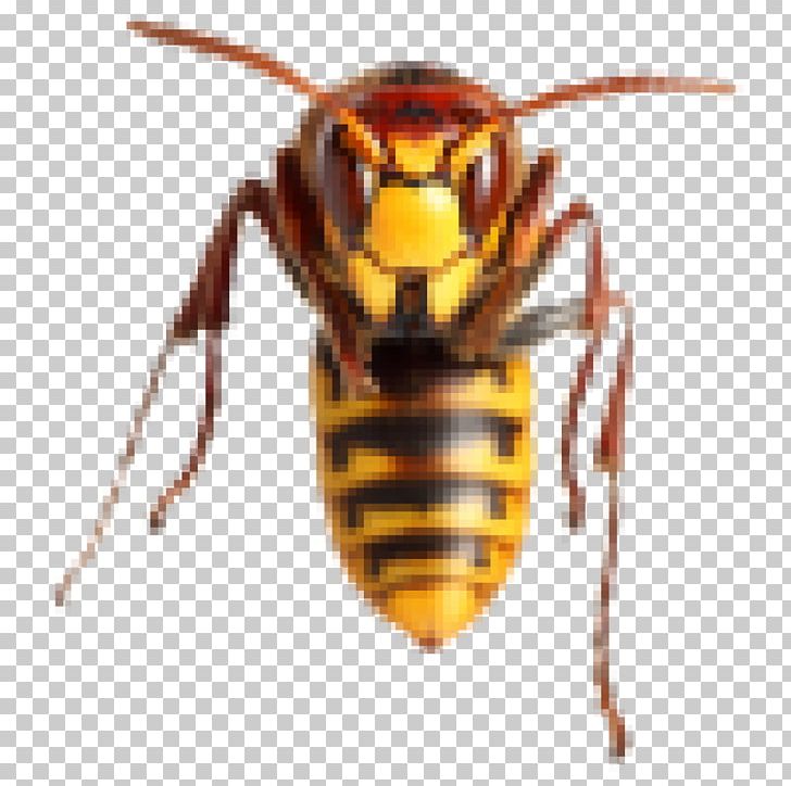 Hornet Bee Sting Wasp Insect PNG, Clipart, Arthropod, Bee, Bee Sting, Beetle, Common Wasp Free PNG Download