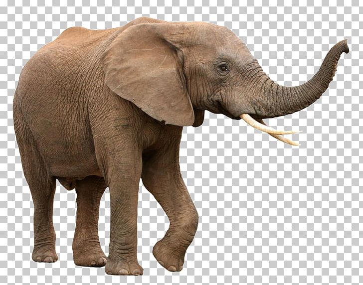 African Bush Elephant Asian Elephant African Forest Elephant PNG, Clipart, African Elephant, Animals, Baby Elephant, Cute Elephant, Elephantidae Free PNG Download