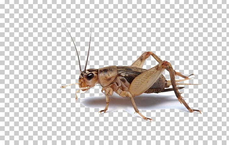 Beetle Cricket Flour Entomophagy Grasshopper PNG, Clipart, Animals, Arthropod, Bed Bug, Beetle, Boxelder Bug Free PNG Download