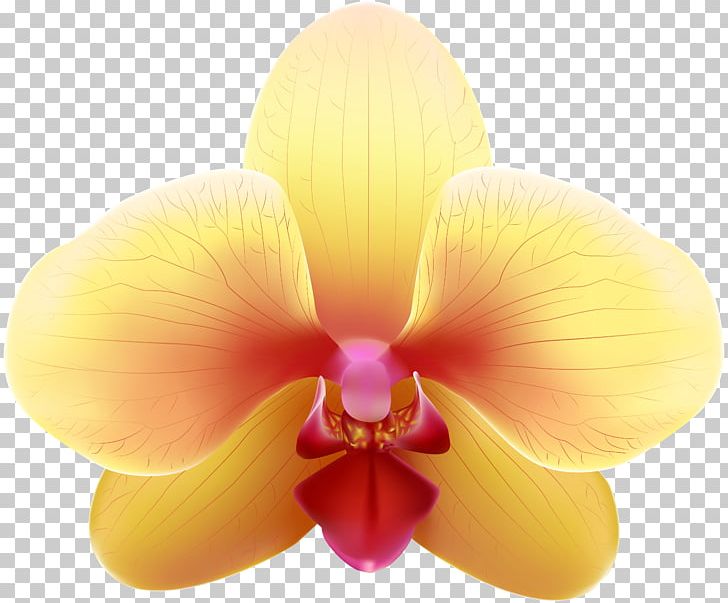 Moth Orchids PNG, Clipart, Art, Blue, Clip Art, Desktop Wallpaper, Flower Free PNG Download